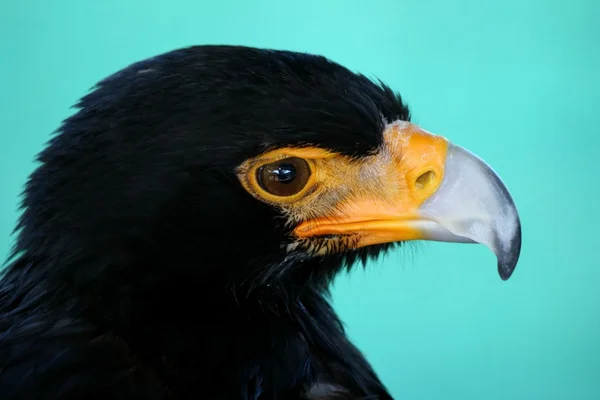 Pták Černý Orel — Stock fotografie