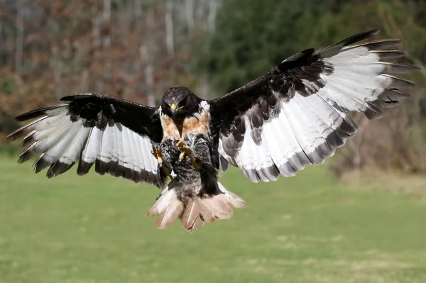Schakalen buzzard fågel i flykten — Stockfoto