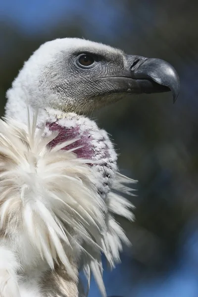 Griffon Vulture — Stock Photo, Image