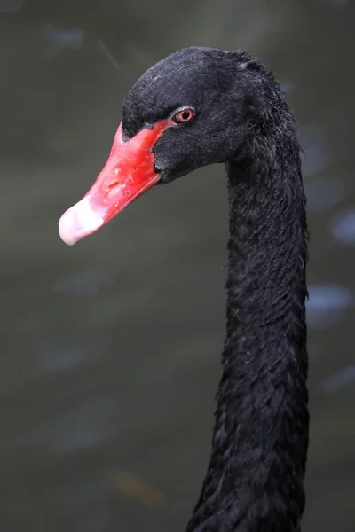 Zwarte zwaan — Stockfoto
