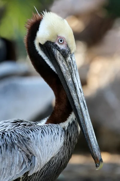 Pelikan brunatny ptak — Zdjęcie stockowe