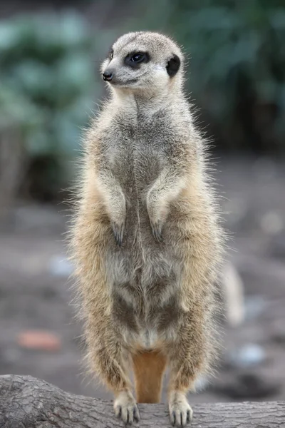 Suricate lub meerkat — Zdjęcie stockowe
