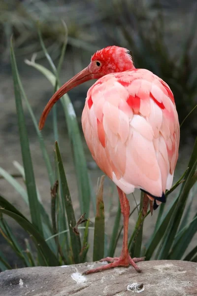 Oiseau ibis rouge — Photo