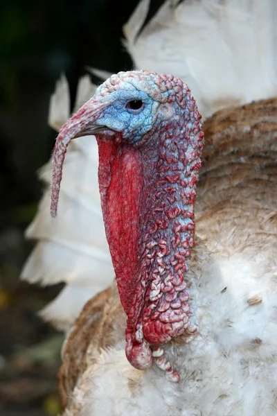 Turquía pájaro — Foto de Stock