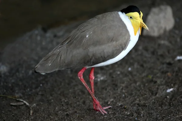 Sarı gerdanlı cılıbıt kuş — Stok fotoğraf