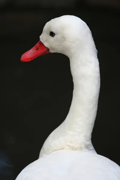 Fehér kacsa — Stock Fotó