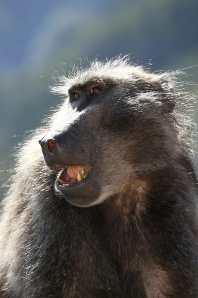 Retrato de babuíno — Fotografia de Stock