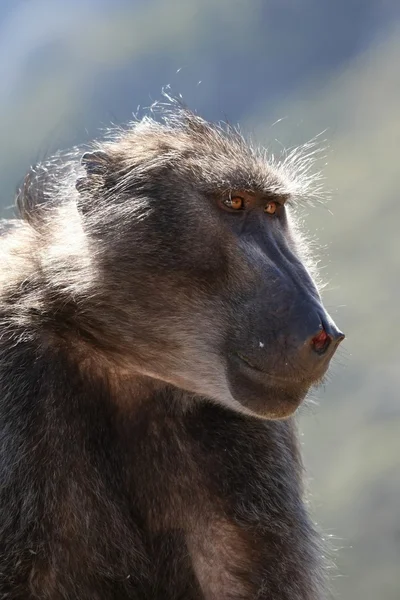 Portrait de babouin — Photo