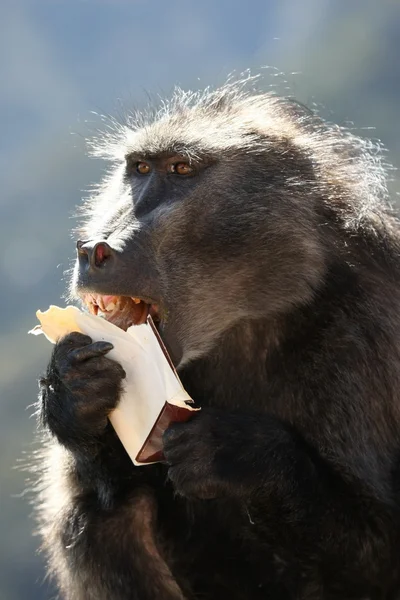 Baboon Fast Food — Stock Photo, Image