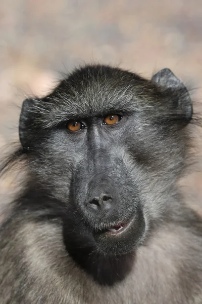 Chacma maymun portre — Stok fotoğraf