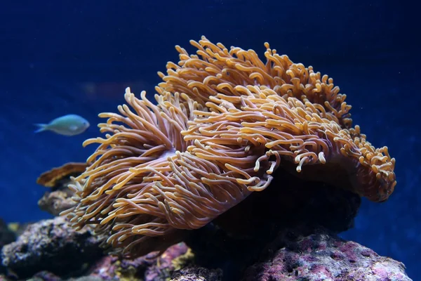 Anenome de mar — Foto de Stock