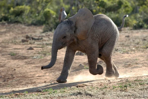 बेबी हाथी चल रहा है — स्टॉक फ़ोटो, इमेज