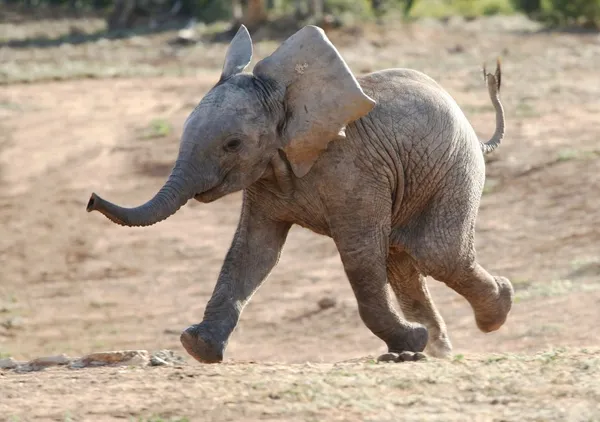 Baby Elephant Running — Stock Photo, Image