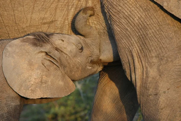 Θηλάζει μωρό ελέφαντας — Φωτογραφία Αρχείου