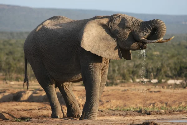 Slon africký býk pití — Stock fotografie