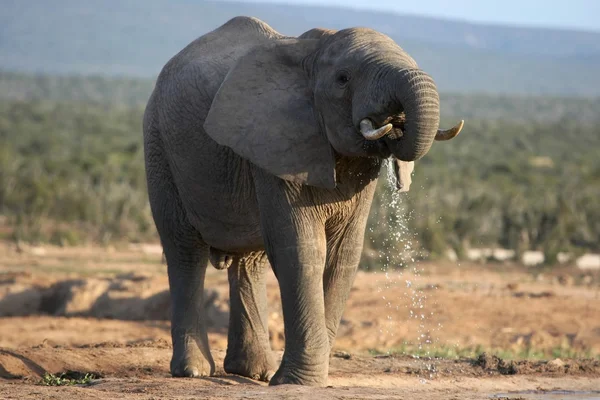 Afrikanischer Elefantenbulle trinkt — Stockfoto