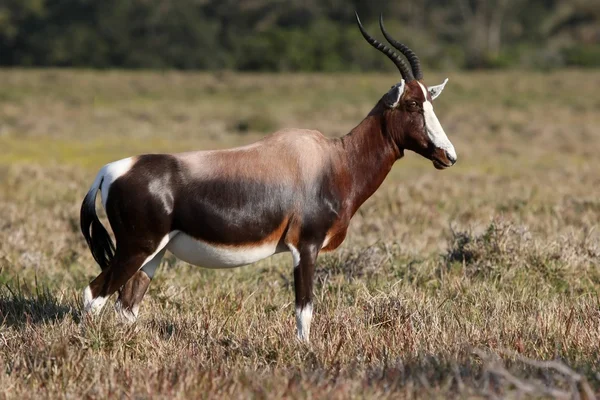Bontebok antelope — Stockfoto