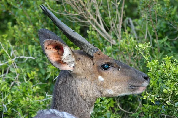 Antilope di Bushbuck — Foto Stock