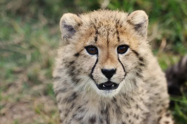 Cheetah cub — Stockfoto