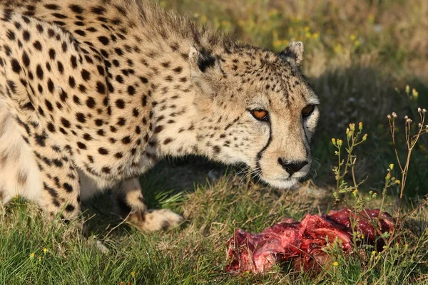 Гепард и еда — стоковое фото