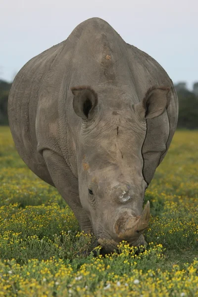 Beyaz rhino — Stok fotoğraf