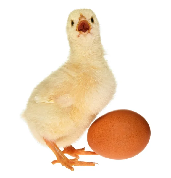 Baby Chick and Egg — Stock Photo, Image