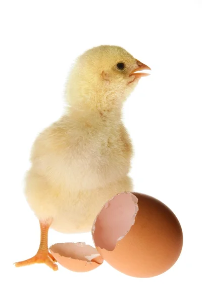Chicken and Eggshell — Stock Photo, Image