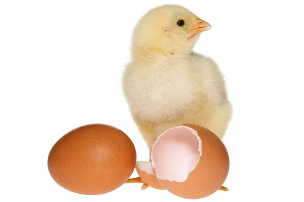 Baby kip & eieren — Stockfoto