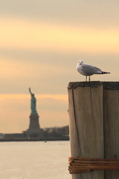 Seagull en Vrijheidsbeeld — Stockfoto