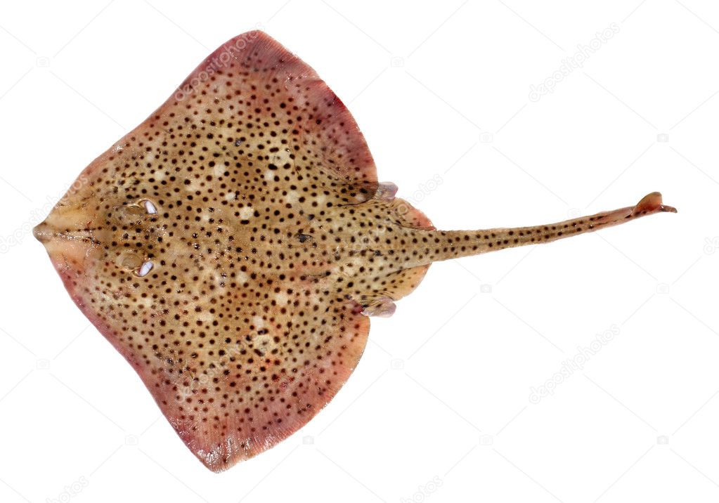 Spotted Ray Fish
