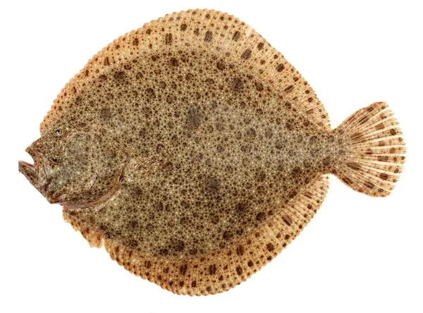 Turbot Fish — Stock Photo, Image