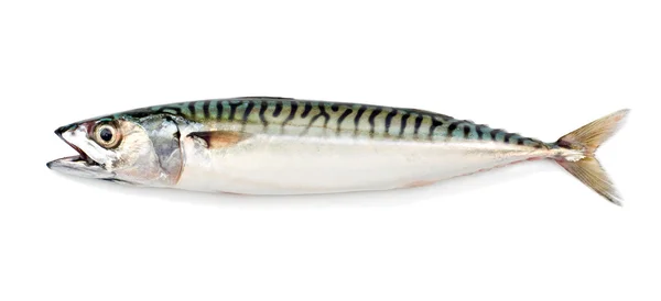 Makrela ryby — Stock fotografie