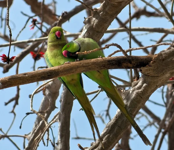 stock image A pair of green parrots.