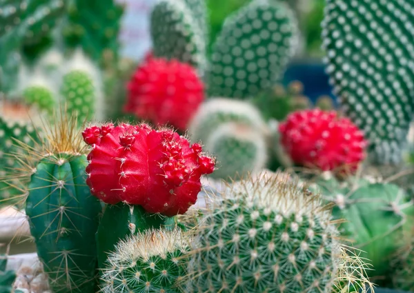 stock image Cactus decorative.