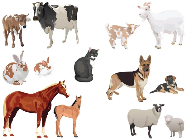 Domestic animals1 — Stock Vector