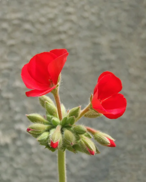 kırmızı sardunya