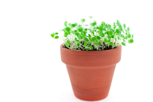 Green sprouts in ceramic pot — Stock Photo, Image