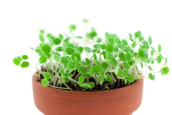 Brotos verdes que crescem do solo — Fotografia de Stock