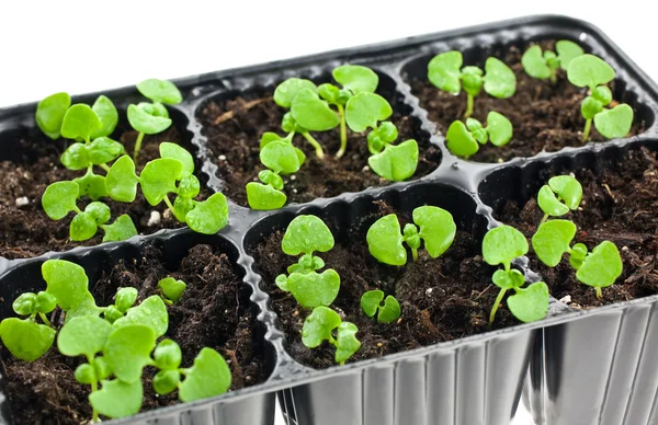 Green sprouts growing from soil — Stock Photo, Image