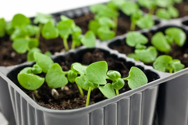 Green sprouts growing from soil — Stock Photo, Image