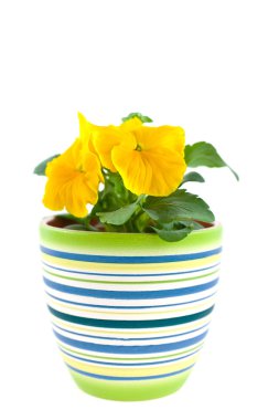Pansy's sprout in ceramic pot clipart