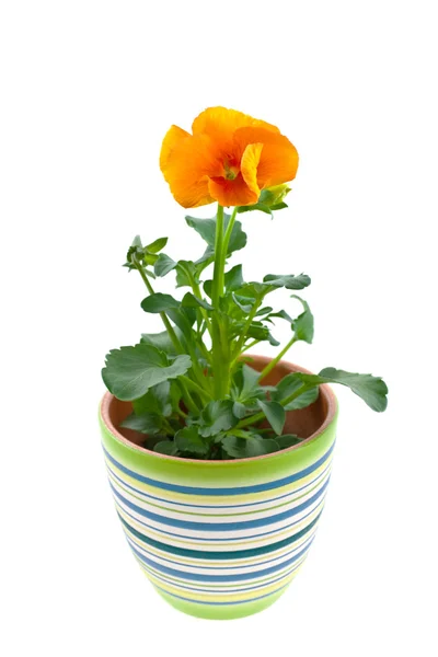 Pansy's sprout in ceramic pot — Stock Photo, Image