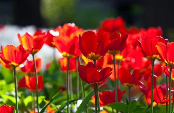 Cama de tulipas vermelhas — Fotografia de Stock