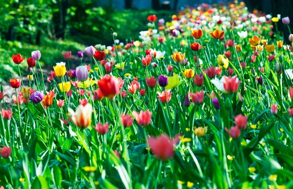 Multicolor zonnige tulpen bed — Stockfoto