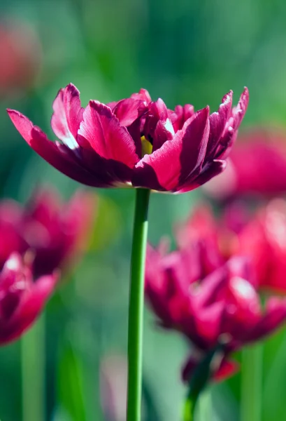 Łóżko tulipany — Zdjęcie stockowe