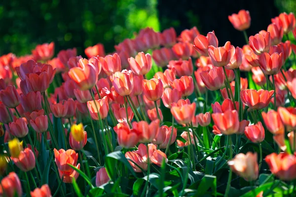 Letto tulipani rosa — Foto Stock