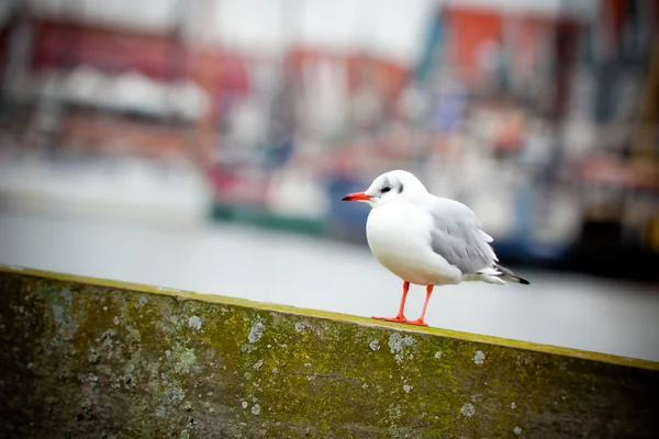 Seagull on a harbor background — Stock Photo, Image