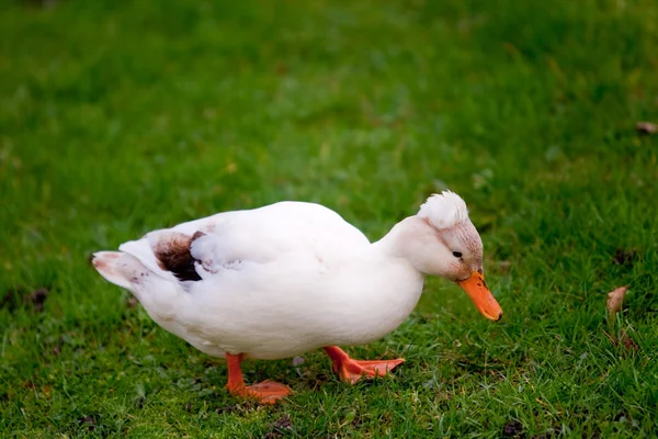 Crested white duck — Stock Photo, Image