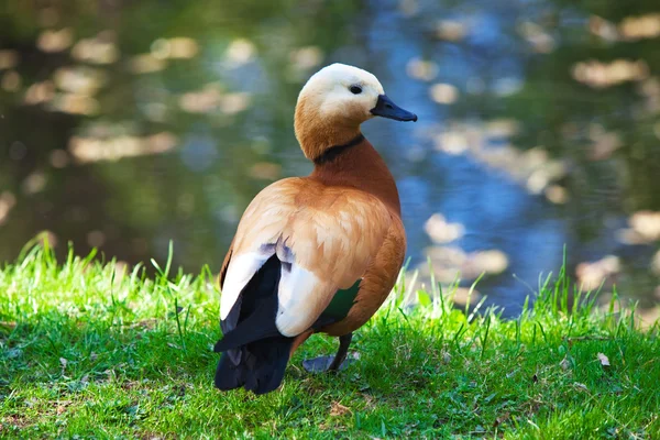 Brown duck on grass near water — Stock Photo, Image