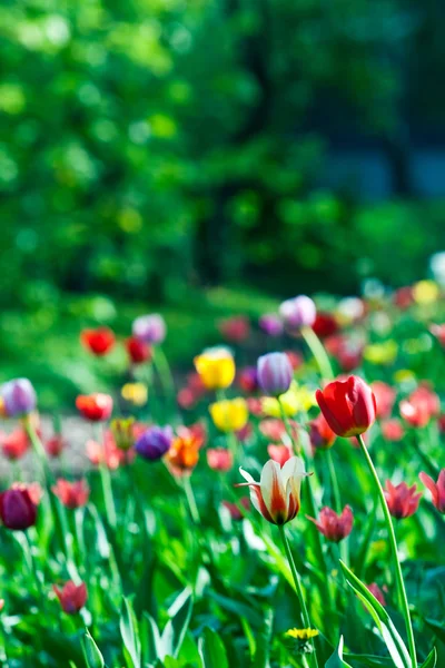 Vícebarevná slunné tulipány postel — Stock fotografie